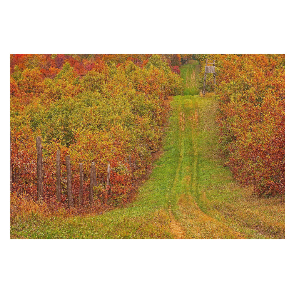 Fototapet la comandă O cale aurie printr-o pădure colorată