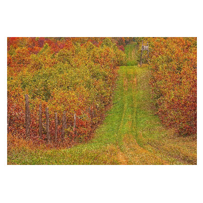 Fototapet la comandă O cale aurie printr-o pădure colorată