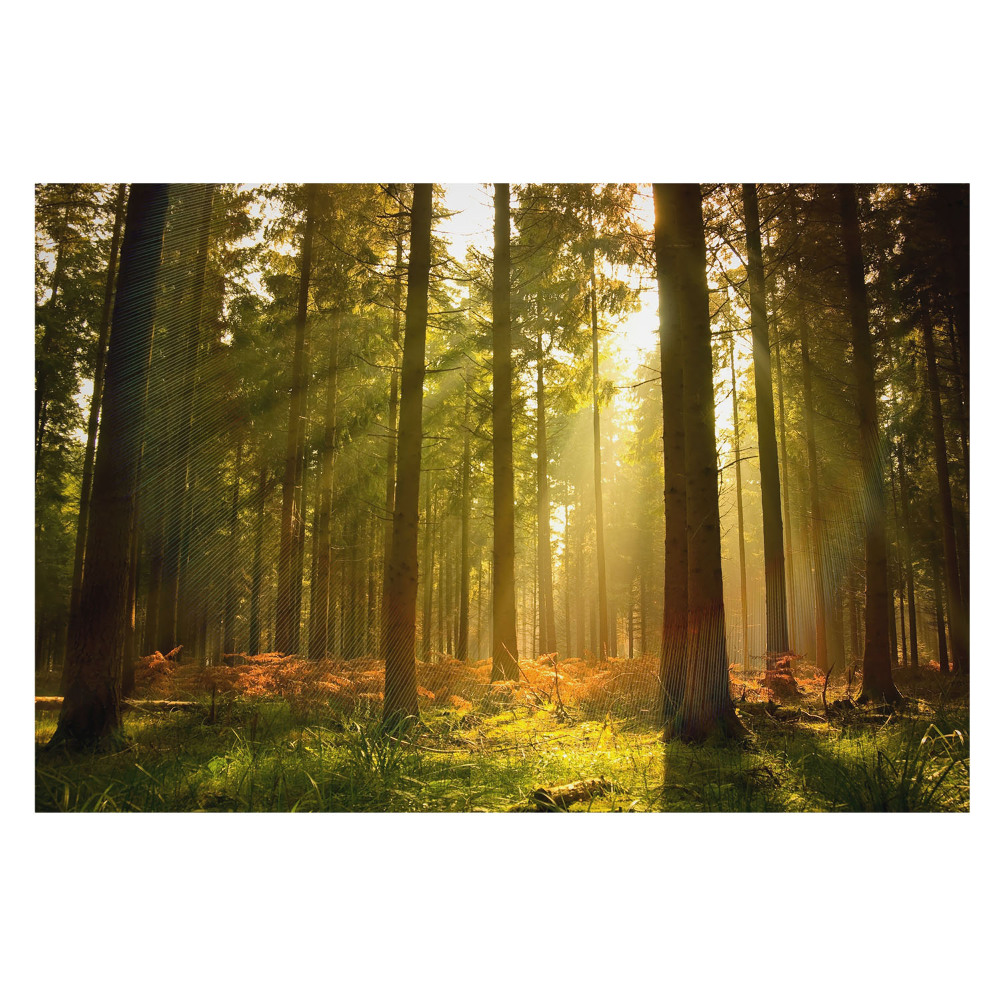 Fototapet la comandă pentru living Zori în razele soarelui