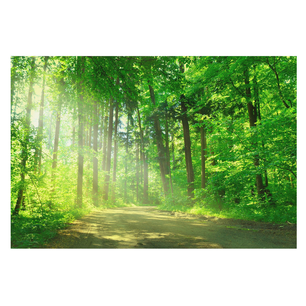 Fototapet Lumina soarelui în pădure