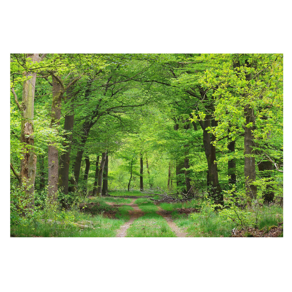 Fototapet vlies O cărare liniștitoare printre copaci