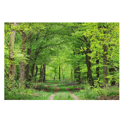 Fototapet vlies O cărare liniștitoare printre copaci