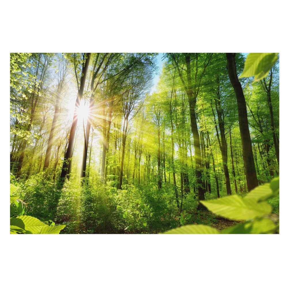 Fototapet vlies pe perete Lumina soarelui în pădure