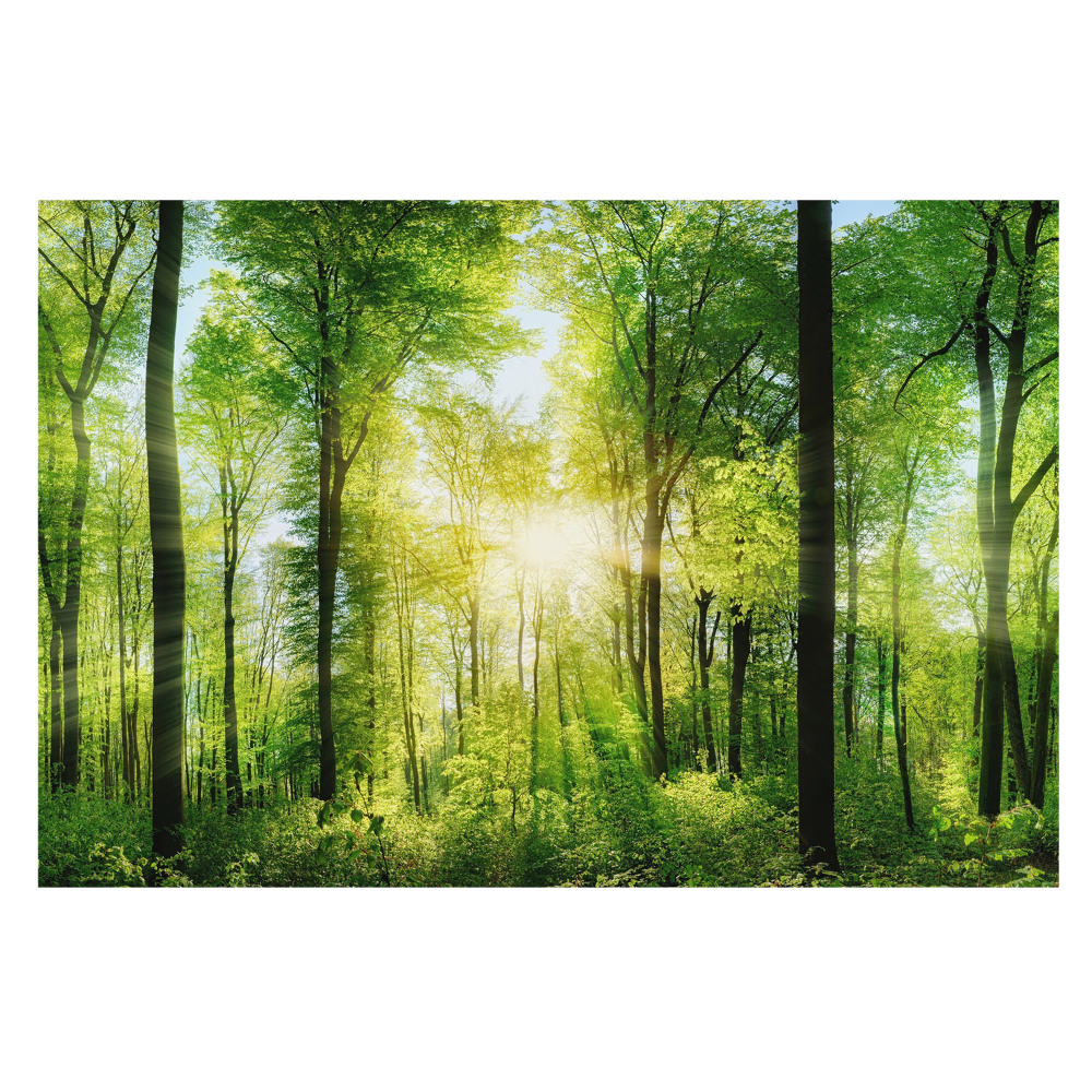 Fototapet vlies pentru dormitor Echilibrul naturii pădurii