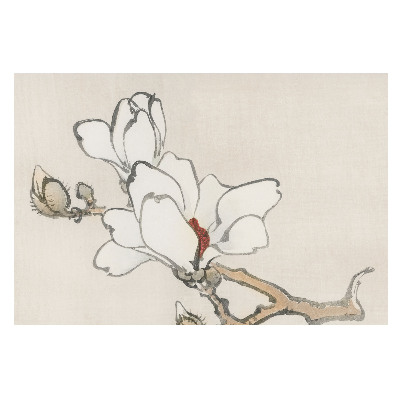 Fototapet vlies pe perete Magnolii desenate cu pensula