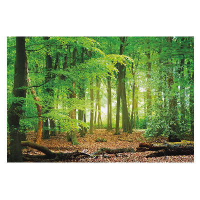 Tapet foto vlies Razele soarelui în pădure
