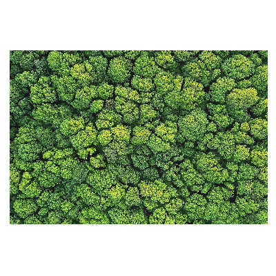 Fototapet decorativ pe perete Panoramă a pădurii de sus