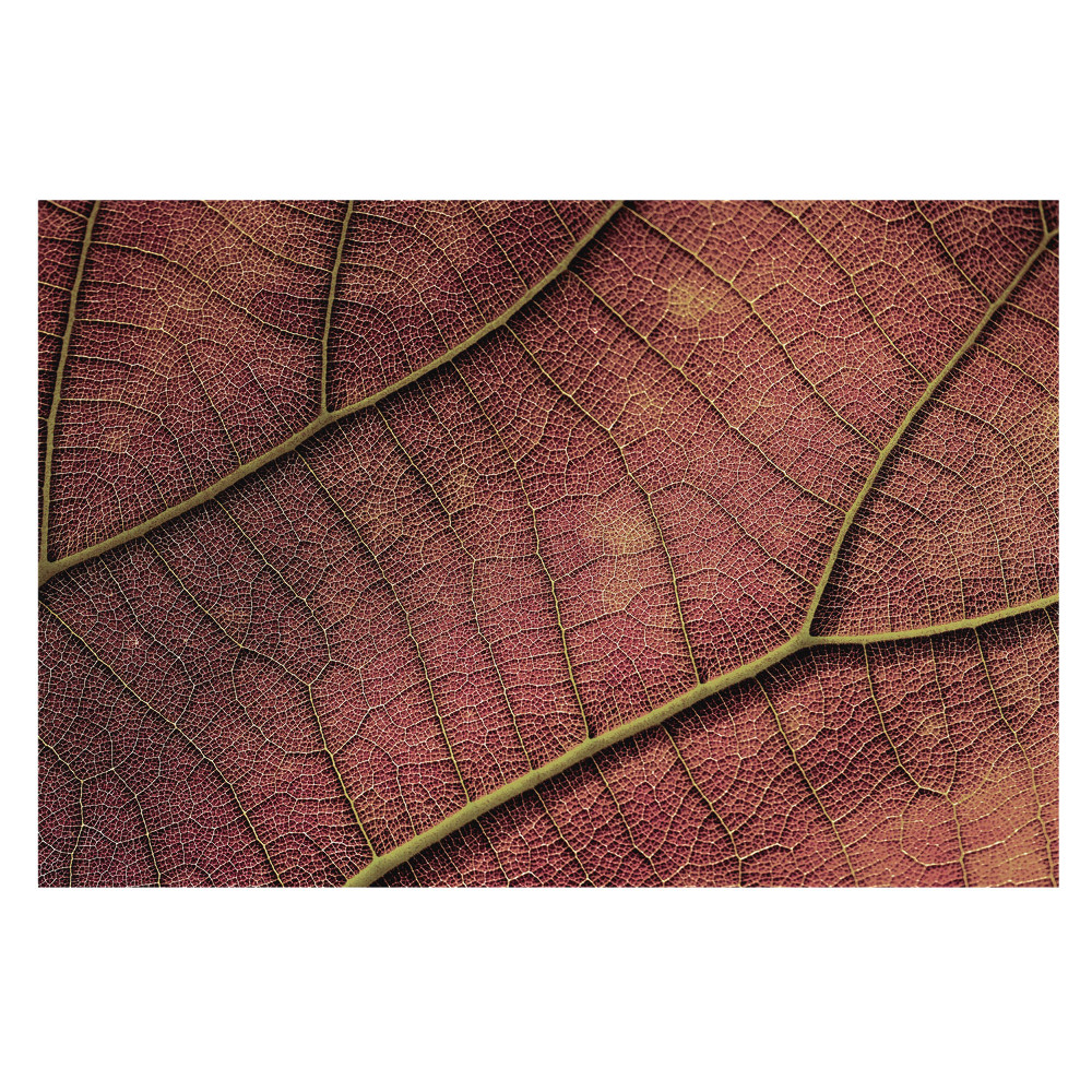 Tapet foto vlies Structura unei frunze colorate