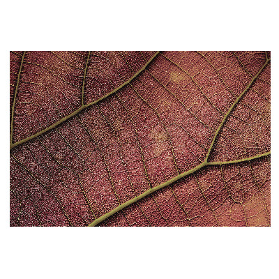 Tapet foto vlies Structura unei frunze colorate
