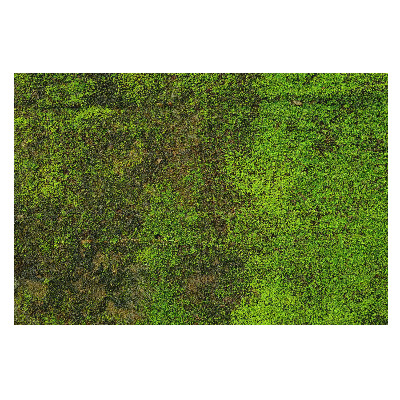 Fototapet decorativ pe perete Textură de mușchi organic