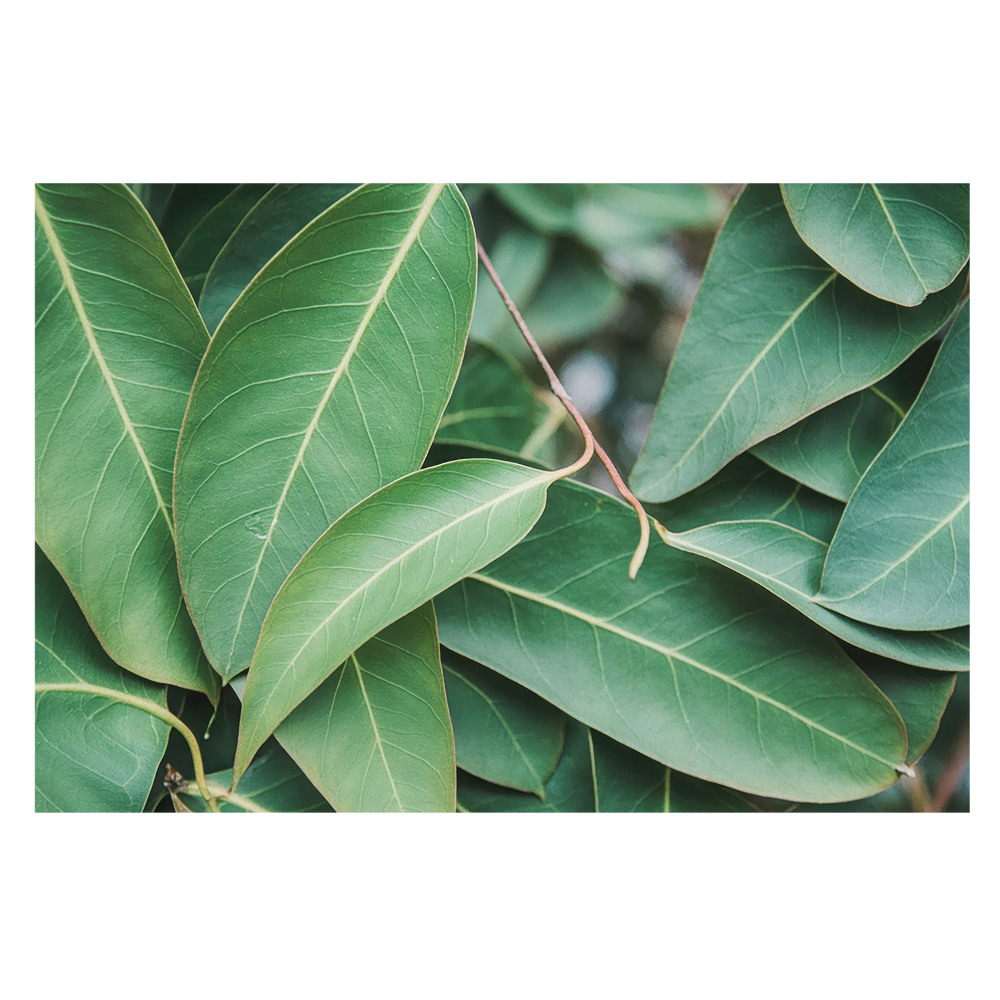 Fototapet pentru living O viziune minimalistă a frunzelor verzi