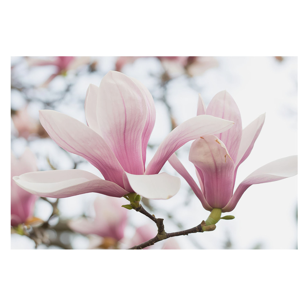 Fototapet vlies pentru dormitor cu farmecul romantic al magnoliilor roz