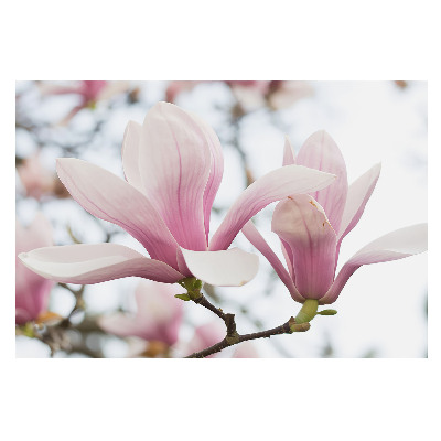 Fototapet vlies pentru dormitor Farmecul romantic al magnoliilor roz