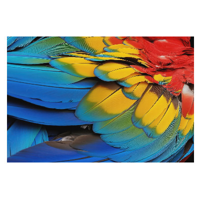 Fototapet la comandă pentru dormitor Un mozaic curcubeu de pene colorate