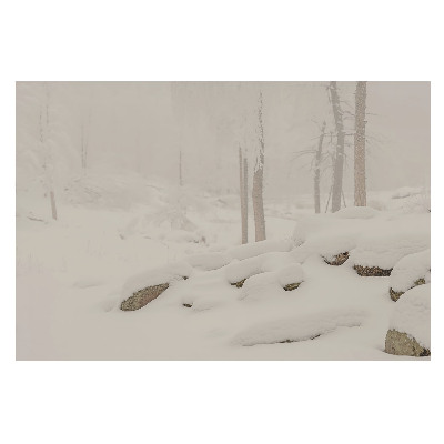 Fototapet vlies pe perete O pădure confortabilă în haina ei de iarnă