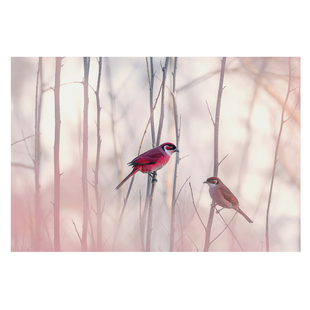 Fototapet modern la comandă O pădure roz însoțită de o pereche de păsări