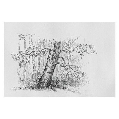 Fototapet pentru living Schiță artistică a unui copac de pădure