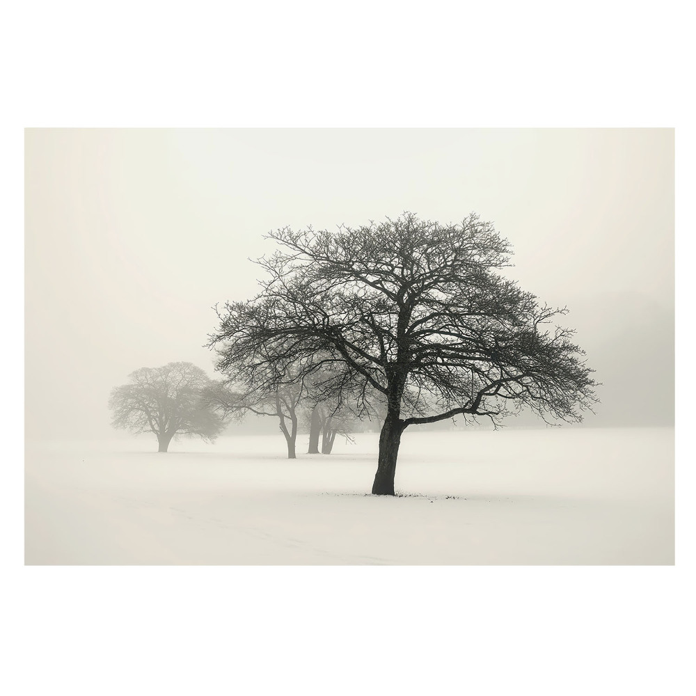Fototapet vlies O pădure învăluită în ceață, acoperită de brumă