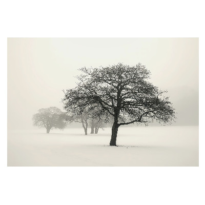 Fototapet vlies O pădure învăluită în ceață, acoperită de brumă