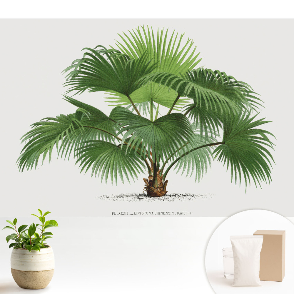 Fototapet vlies imprimat cu palmier tropical