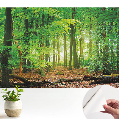 Fototapet autocolant Razele soarelui în pădure
