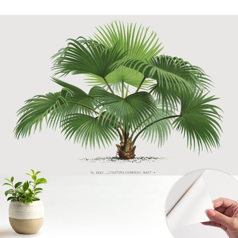 Tapet foto autoadeziv cu palmier tropical