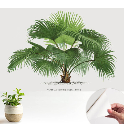 Tapet foto autoadeziv Palmier tropical