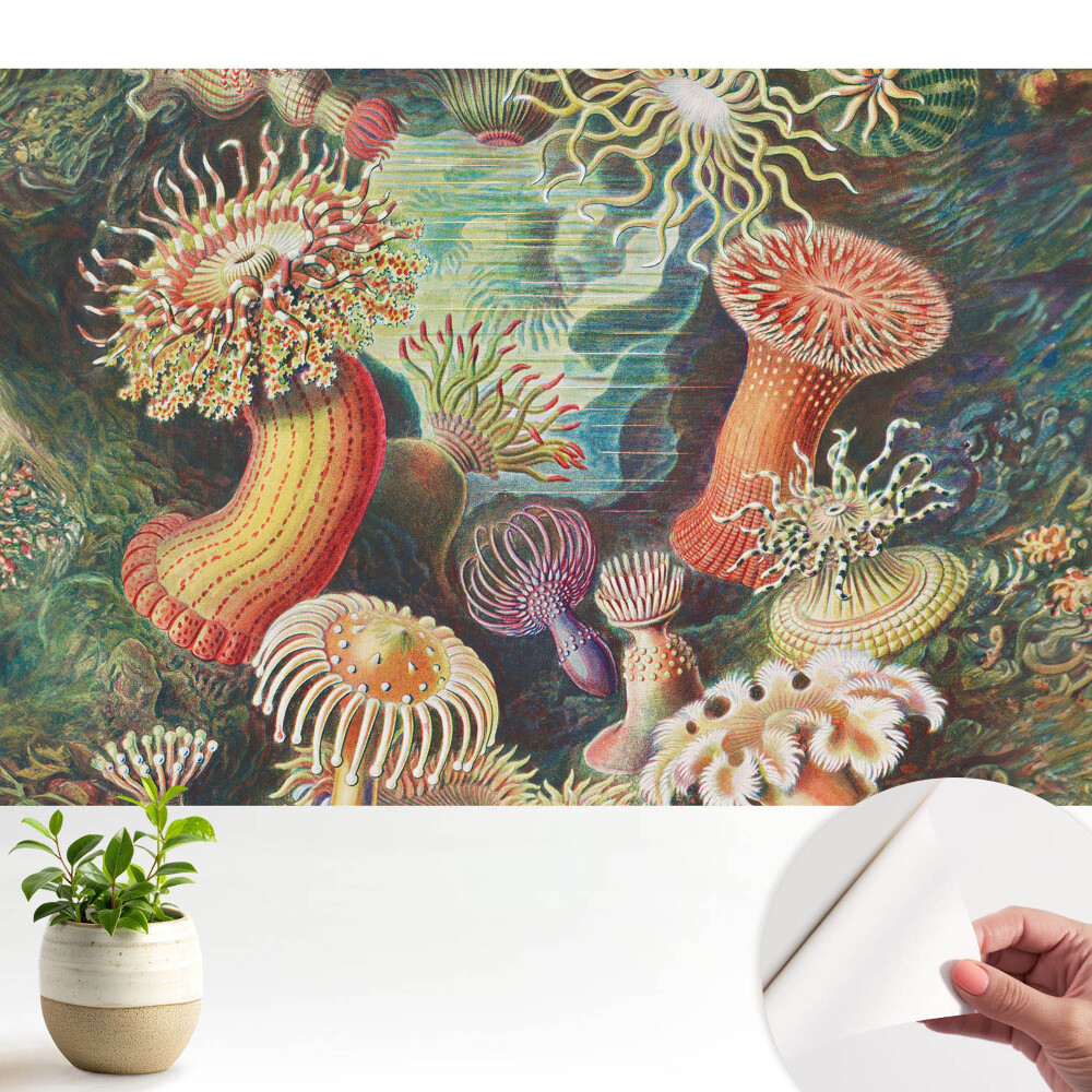 Fototapet autoadeziv pentru dormitor Anemone de mare colorate