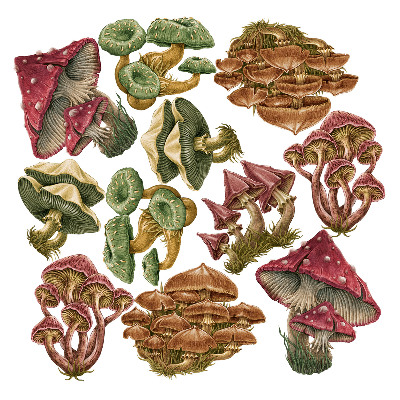 Stickere perete copii 80x38 Ciuperci colorate cu vegetație de pădure